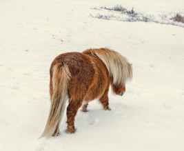 brown and white pony walking on snow covered ground