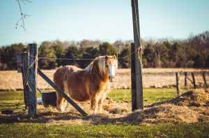 photo of brown shetland pony on field